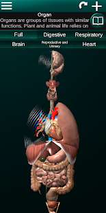 Órganos 3D (anatomía)