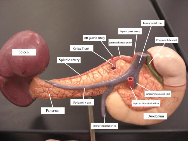 Preguntas Anatomía MIR 2012 – 2 febrero 2013