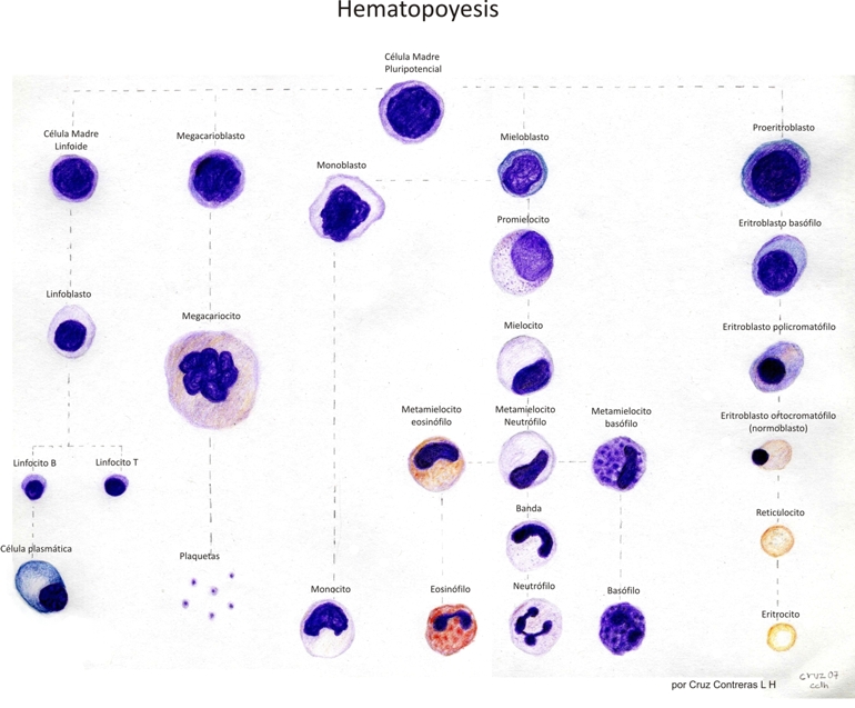 hematopoyesis-verylow-res.jpg